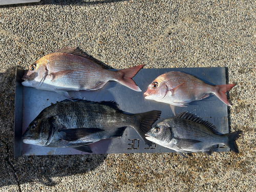 クロダイの釣果