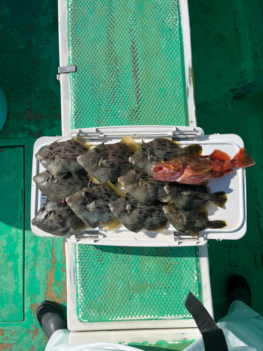 カワハギの釣果