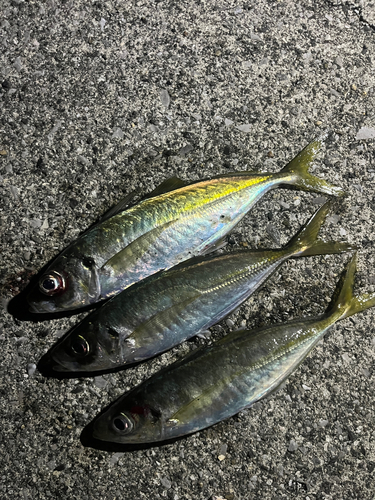 アジの釣果