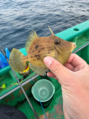 カワハギの釣果