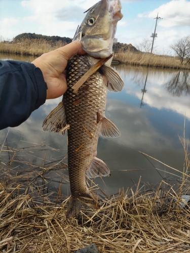 ニゴイの釣果