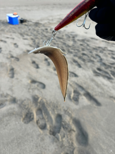 シタビラメの釣果