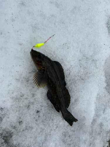 アイナメの釣果