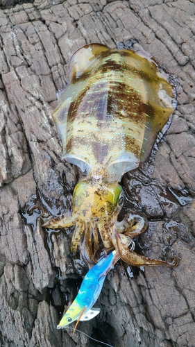 ミズイカの釣果