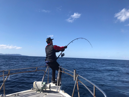 コノシロの釣果