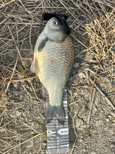 ヘラブナの釣果