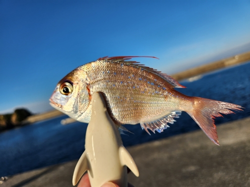 チダイの釣果