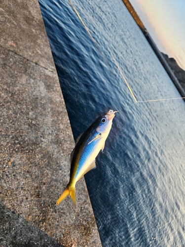 タカベの釣果