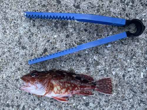 カサゴの釣果