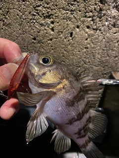 メバルの釣果