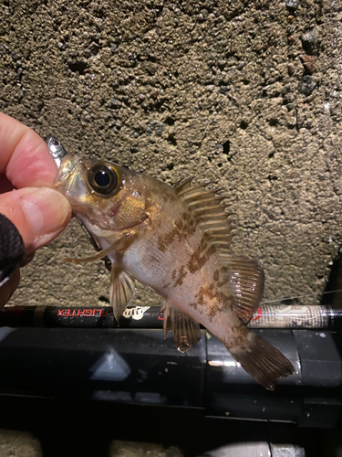 メバルの釣果