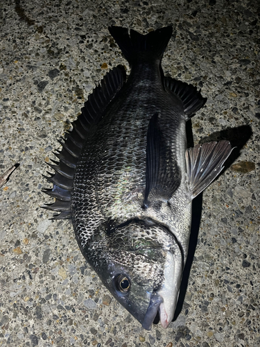 チヌの釣果