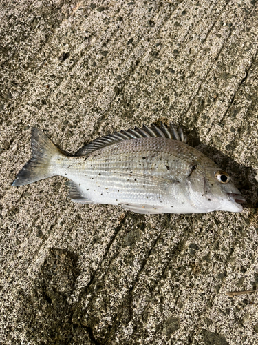 メッキの釣果