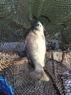 ヘラブナの釣果