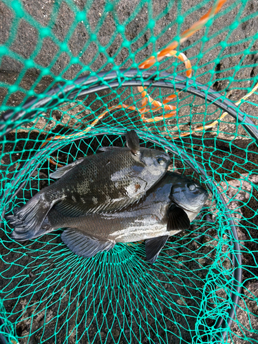 メジナの釣果