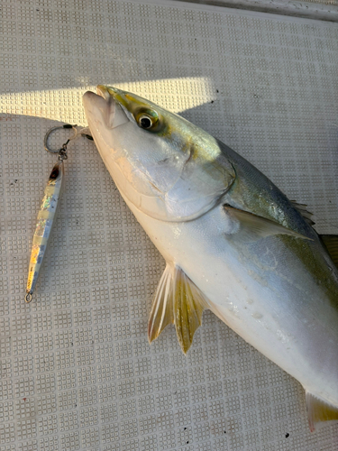 メジロの釣果