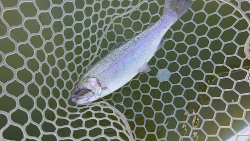 ニジマスの釣果