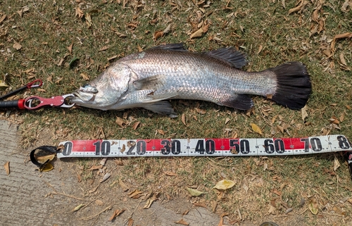 バラマンディの釣果