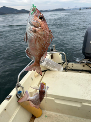 タイの釣果