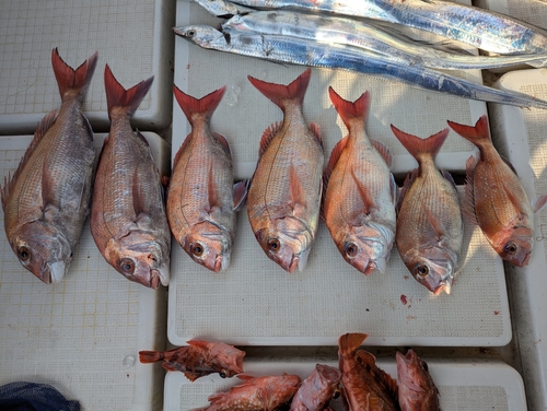 タイの釣果