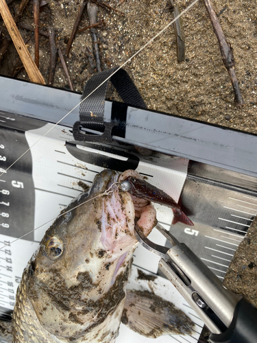 ニゴイの釣果