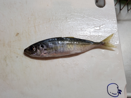 マルアジの釣果