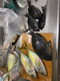 シマアジの釣果