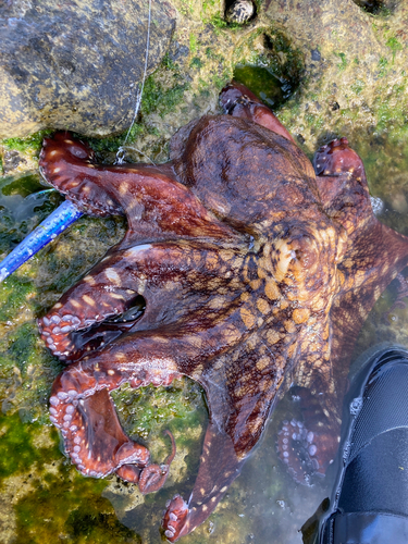 タコの釣果