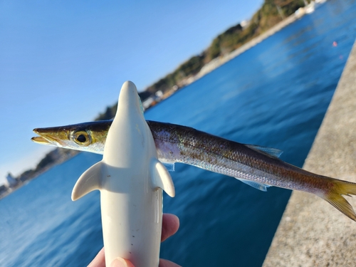 カマスの釣果