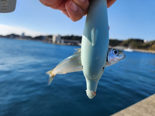 サッパの釣果