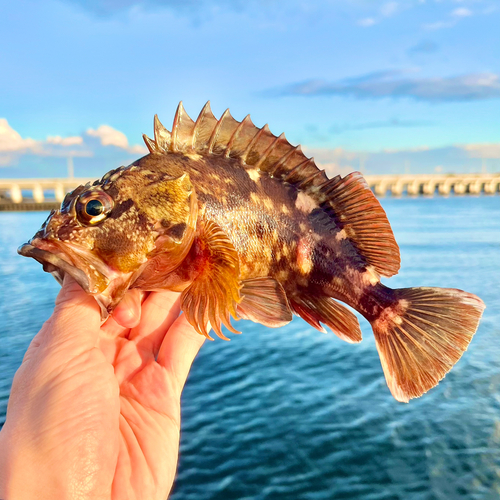 カサゴの釣果