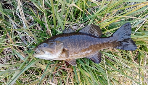 スモールマウスバスの釣果