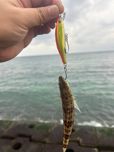 オニカマスの釣果