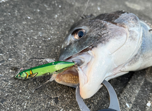 チヌの釣果