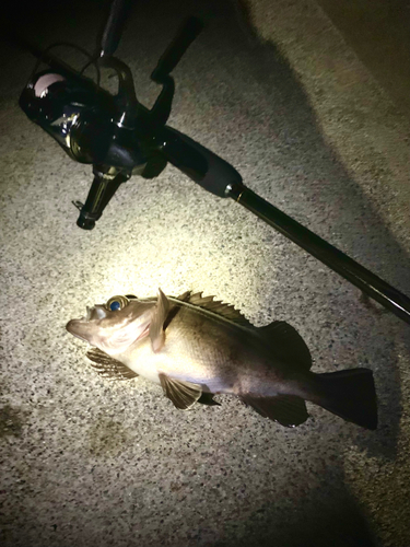 シロメバルの釣果