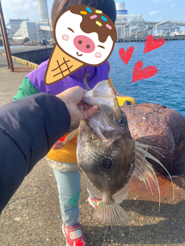 マトウダイの釣果