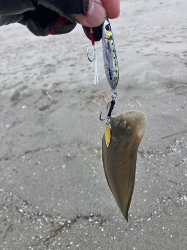 シタビラメの釣果