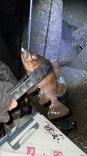 メバルの釣果