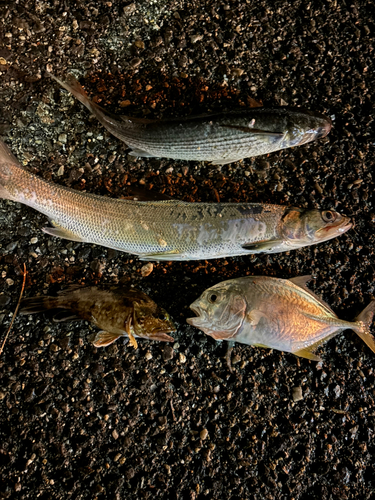 カライワシの釣果