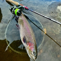 ニジマスの釣果