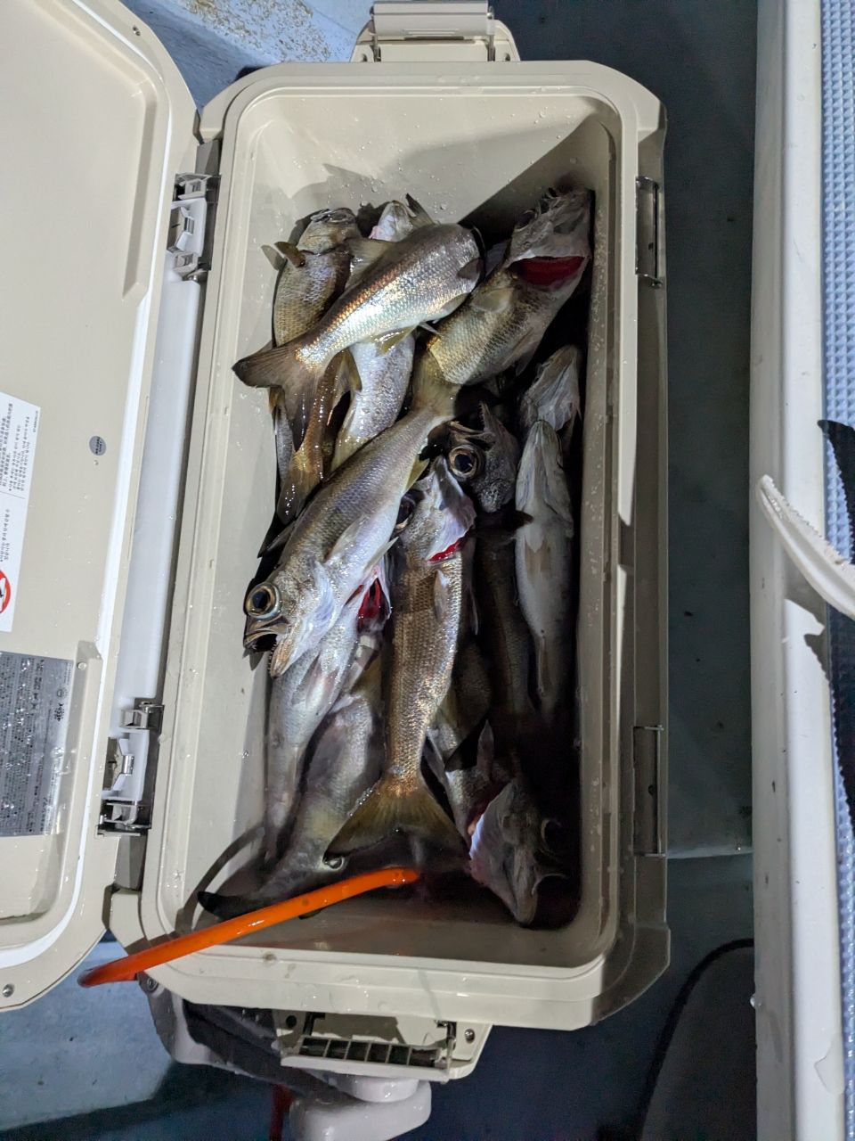 いつかはバスプロさんの釣果 1枚目の画像