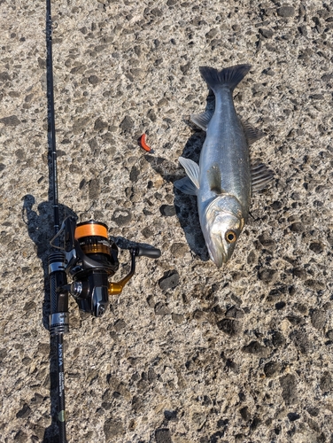 セイゴ（マルスズキ）の釣果