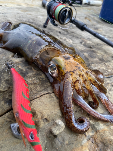 アオリイカの釣果