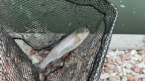 ニジマスの釣果