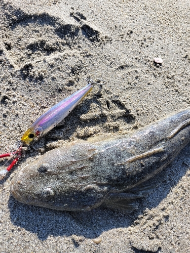 マゴチの釣果