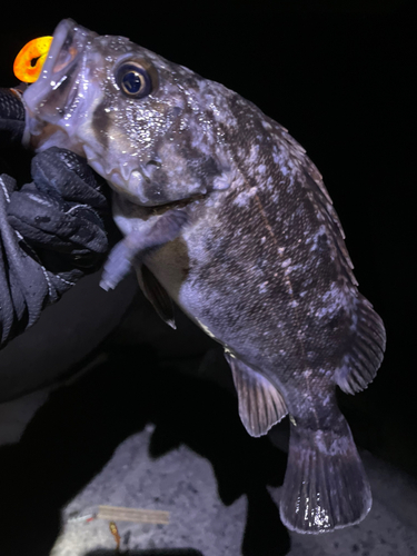 クロソイの釣果