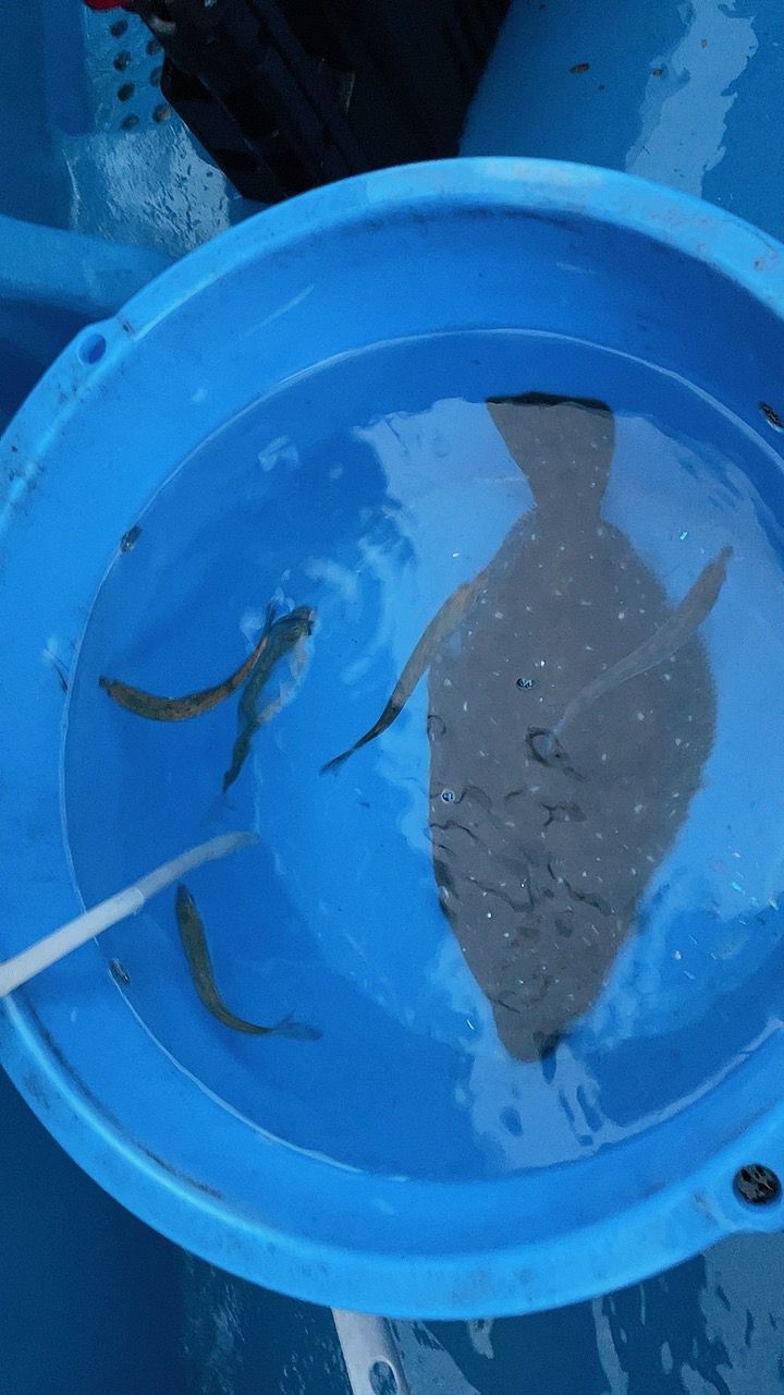 ちっちちさんの釣果 2枚目の画像