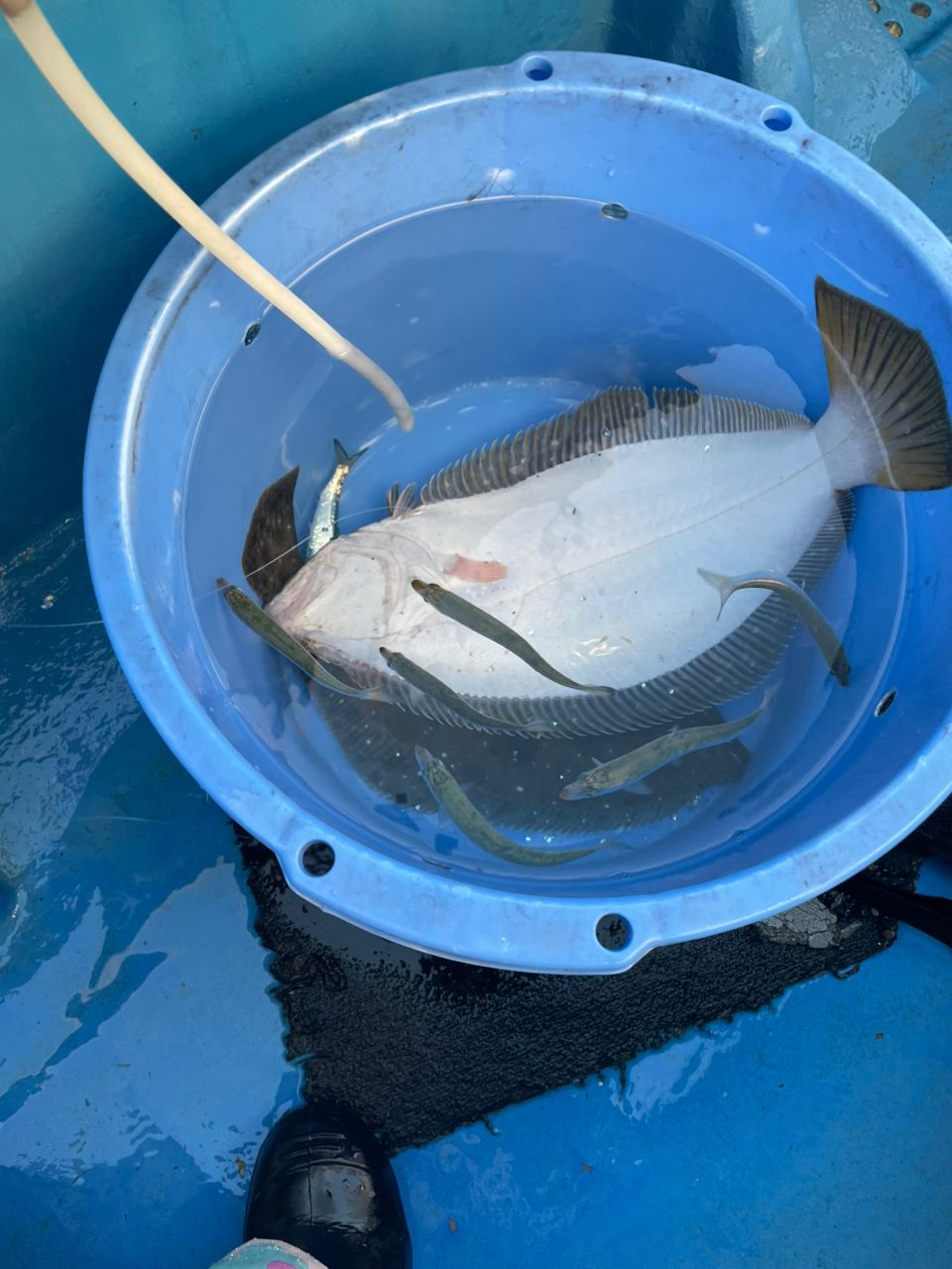 ちっちちさんの釣果 3枚目の画像