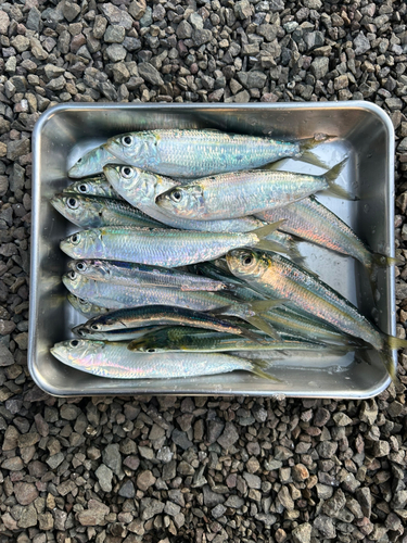 カタボシイワシの釣果