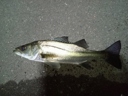 セイゴ（マルスズキ）の釣果